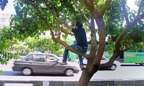 مراقب توت‌ خوری در خیابان باشید

