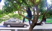 مراقب توت‌ خوری در خیابان باشید

