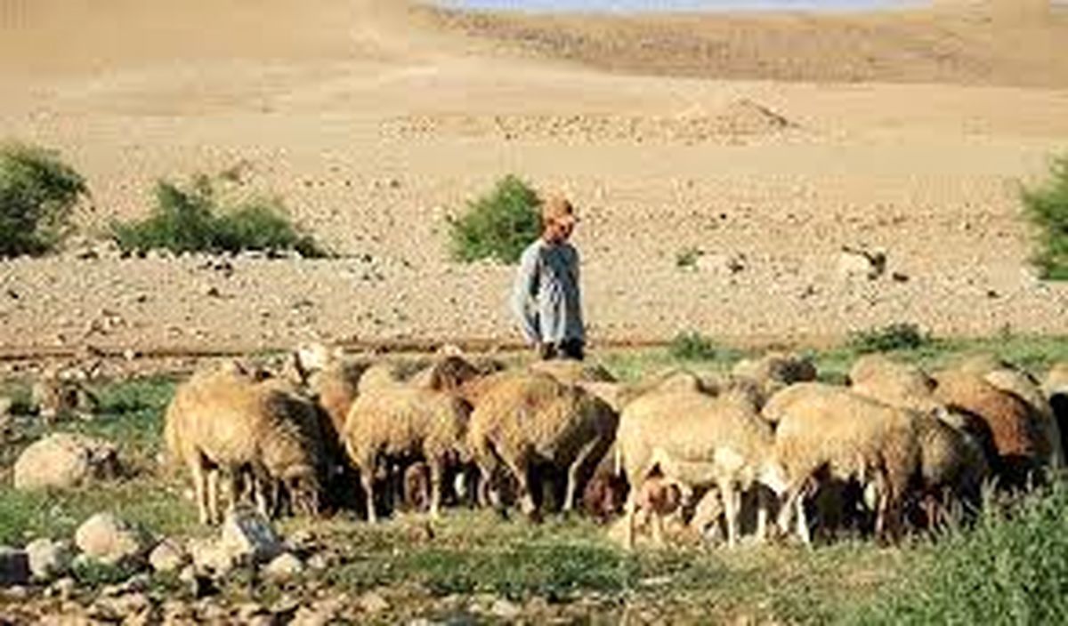 کشتار ۱۱۷ راس گوسفند، توسط رژیم صهیونیستی/ ویدئو