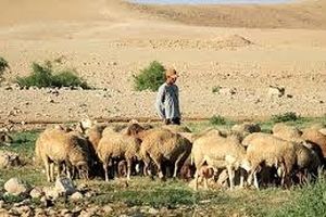 کشتار ۱۱۷ راس گوسفند، توسط رژیم صهیونیستی/ ویدئو
