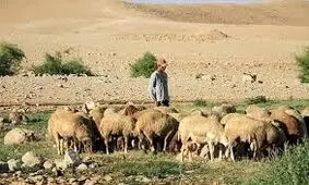 کشتار ۱۱۷ راس گوسفند، توسط رژیم صهیونیستی/ ویدئو