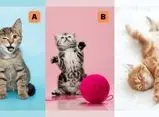 تست شخصیت شناسی/ کدام بچه گربه را انتخاب می‌کنید تا بفهمید که خلق و خوی شما ثابت است یا متغیر