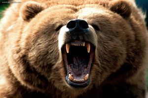 حمله خونین خرس وحشی به پسر 16 ساله در شهرکرد