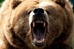 حمله خونین خرس وحشی به پسر 16 ساله در شهرکرد