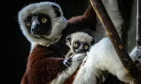 تولد یک شیفاک کاکرل، منحصربه فردترین حیوان ماداگاسکار/ ویدئو