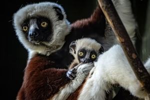 تولد یک شیفاک کاکرل، منحصربه فردترین حیوان ماداگاسکار/ ویدئو