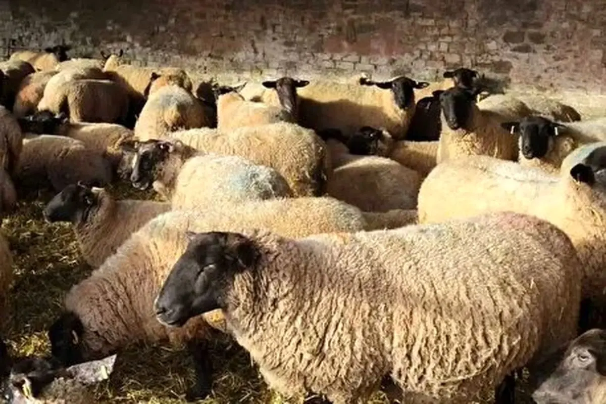 قیمت جدید دام‌ زنده ۱۰ بهمن ماه ۱۴۰۴؛ گوسفند ارزان شد/ جدول قیمت در استان ها محتلف