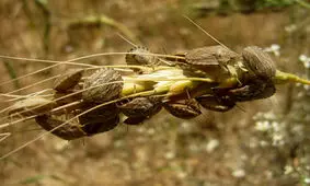 هشدار جهاد کشاورزی درگز درباره مبارزه با آفت سن گندم و جو