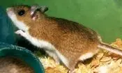 موش‌های عامل انتقال هانتاویروس چه مشخصاتی دارند؟
