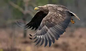 لحظه وحشتناک تلاش عقاب برای شکار یک نوجوان/ ویدئو