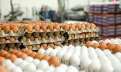 گله اتحادیه مرغداران از هزینه‌های تولید/ نرخ تخم مرغ را اعلام کرده‌ایم
