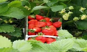 ده ماده غذایی برای رفع تشنگی در روزهای داغ