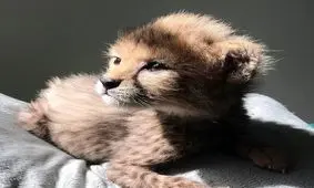 سومین توله یوز «پیروز» نام گرفت