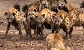 حمله شیر عصبانی به کفتار در حال دزدیدن غذایش/ ویدئو