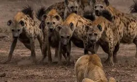 حمله شیر عصبانی به کفتار در حال دزدیدن غذایش/ ویدئو