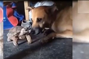 تلاش خنده‌دار لاک‌پشت برای گاز گرفتن سگ گله!/ ویدئو 