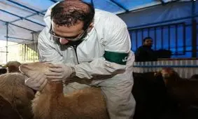 دستورالعمل‌های بهداشتی ذبح دام در مراسم تاسوعا و عاشورا اعلام شد

