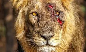 شیرِ صورت زخمی؛ عکس روز حیات وحش