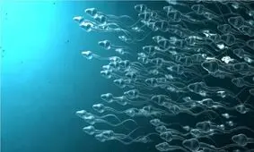تبدیل اسپرم‌ها به میکروربات‌های قابل ردیابی برای دارورسانی

