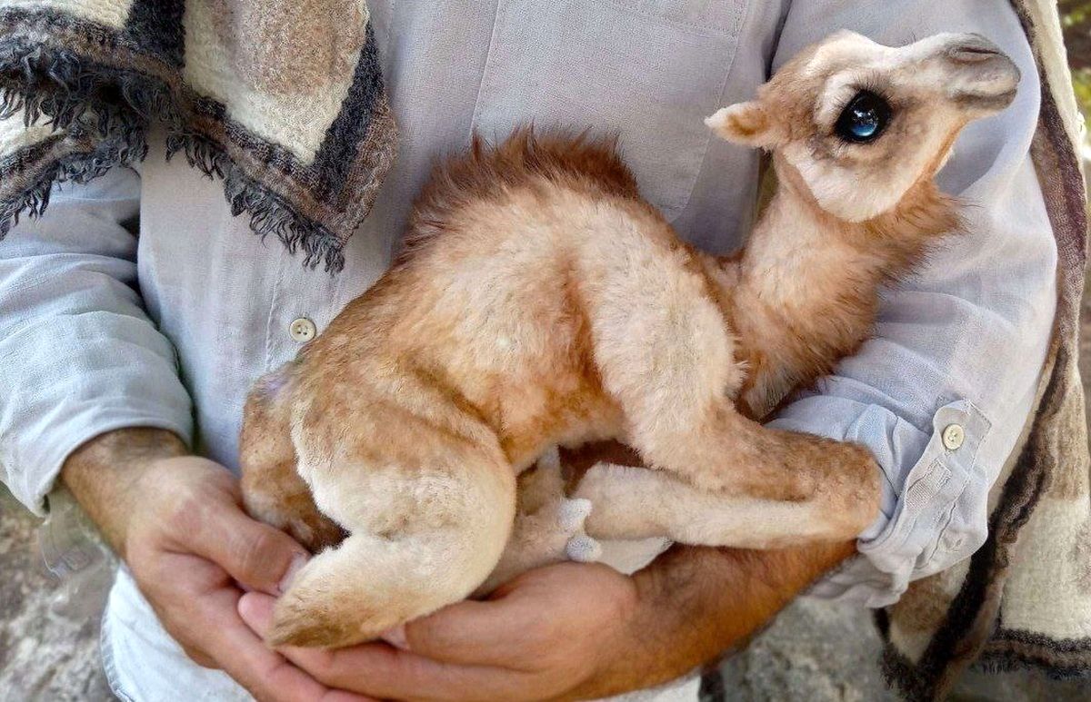 چشمان زیبای این بچه شتر در فضای مجازی وایرال شد