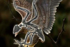 کشف یک موجود باستانی عجیب که ترکیبی از دایناسورها و پرندگان بوده است