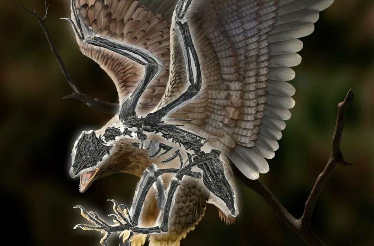 کشف یک موجود باستانی عجیب که ترکیبی از دایناسورها و پرندگان بوده است