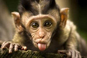 میمون بامزه‌ای که دل آدم را می‌برد/ ویدئو 