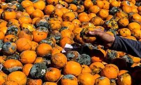 میوه های کپک زده را نخورید!/ سمی هستند