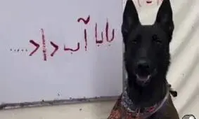 سگی به نام «گانر فارسی» نوشتن را یاد گرفت/ ویدئو