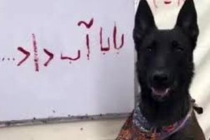 سگی به نام «گانر فارسی» نوشتن را یاد گرفت/ ویدئو