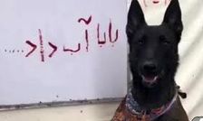 سگی به نام «گانر فارسی» نوشتن را یاد گرفت/ ویدئو