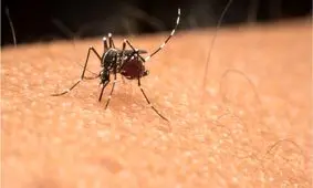 چرا پشه‌ها برخی را بیشتر از دیگران نیش می‌زنند؟

