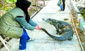 مشاهده تمساح در کانال‌ آب تهران و توله شیر در قم