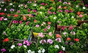 کاشت یکصد هزار گل تابستانه در شهر آبادان