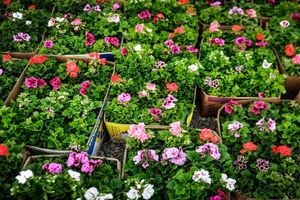 کاشت یکصد هزار گل تابستانه در شهر آبادان