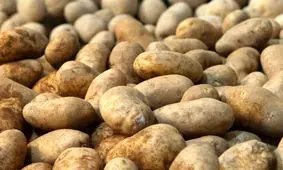 ورود قطره چکانی سیب زمینی به بازار از سوی دلال‌ها

