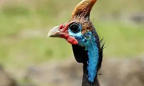 لحظه فرار جنگلبانان از چنگال شترمرغ شاخ دار/ ویدئو