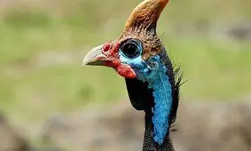 لحظه فرار جنگلبانان از چنگال شترمرغ شاخ دار/ ویدئو