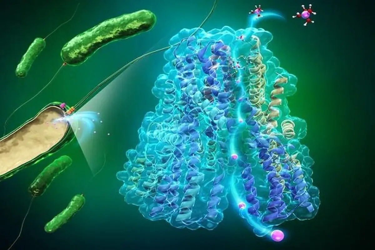 مطالعه‌ موتورهای زیستی باکتری‌ها، راهنمایی برای طراحی ماشین‌های نانومقیاس

