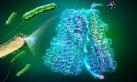 مطالعه‌ موتورهای زیستی باکتری‌ها، راهنمایی برای طراحی ماشین‌های نانومقیاس

