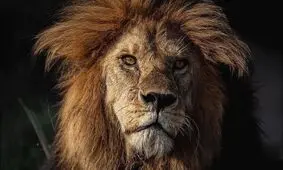 شیرشاه سرنگیتی به دست رقبایش کشته شد