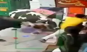 حمله گاو ها به زن جوان در خیابان/ ویدئو