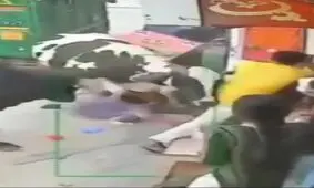 حمله گاو ها به زن جوان در خیابان/ ویدئو