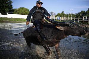 بوفالوهایی در خدمت نیروی پلیس برزیل/ ویدئو

