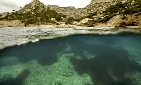 خطر ضدآفتاب ها برای علف های دریایی مدیترانه