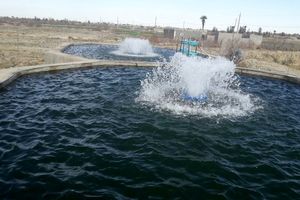 افتتاح استخر پرورش ماهیان سردآبی در روستای بیدک تفتان