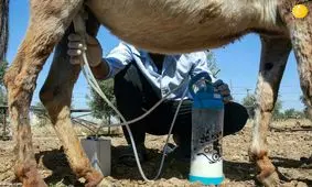 قیمت‌های عجیب شیر الاغ و شتر