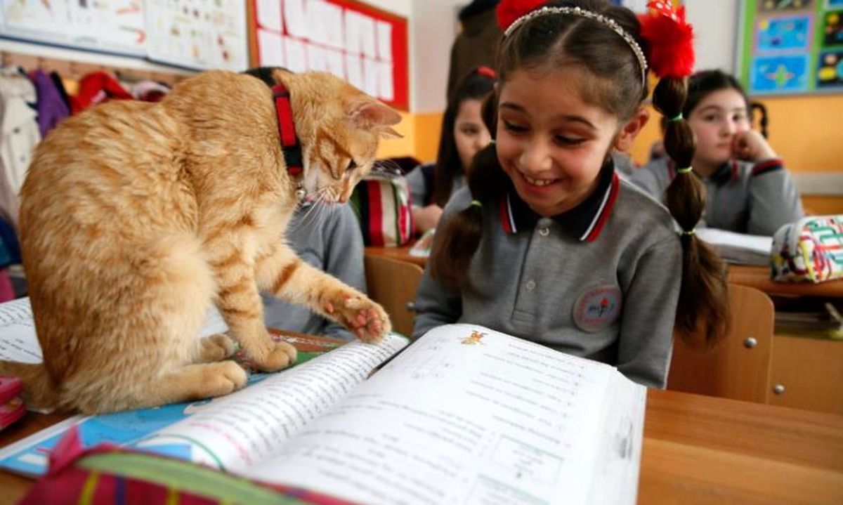 دستور عجیب آموزش و پرورش ازمیر ترکیه، یک گربه‌ اجازه حضور در کلاس درس را دریافت کرد