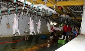 بازدید مدیر کل هماهنگی امور اقتصادی استانداری خوزستان از کشتارگاه دام اهواز