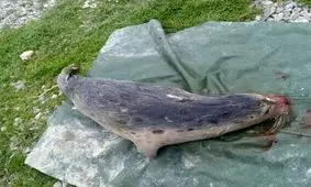 لاشه یک قلاده فک خزری در تالاب گمیشان پیدا شد